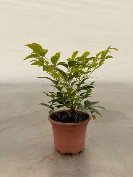 Nandina gulf stream